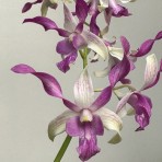 Dendrobium Warawan Pink X Lasianthera